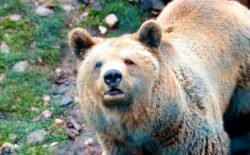 Medvjed teško ozlijedio pastira na Vlašiću